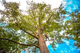How Our Tree Care Process Works  in  Los Alamos, CA