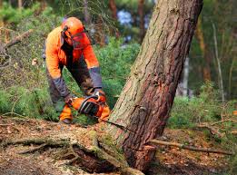 Best Lot and Land Clearing  in Los Alamos, CA
