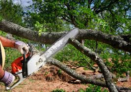 Best Tree Cabling and Bracing  in Los Alamos, CA