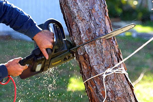 Best Tree Preservation Services  in Los Alamos, CA