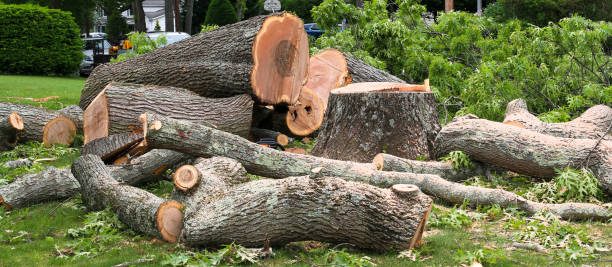 Best Hazardous Tree Removal  in Los Alamos, CA