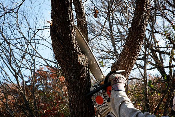 Best Arborist Consultation Services  in Los Alamos, CA