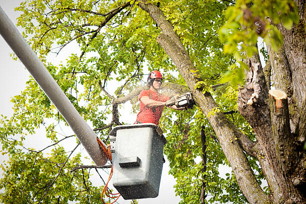 Best Tree Risk Assessment  in Los Alamos, CA