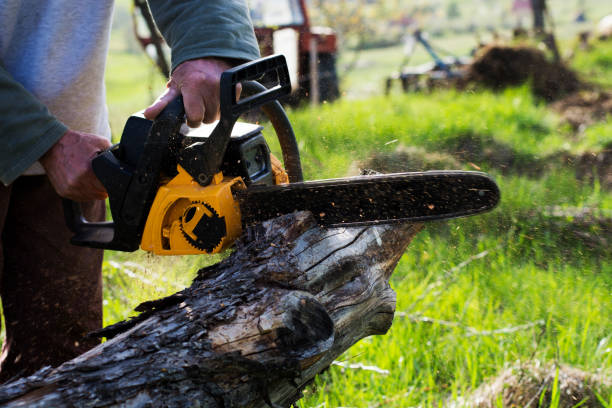  Los Alamos, CA Tree Care Pros