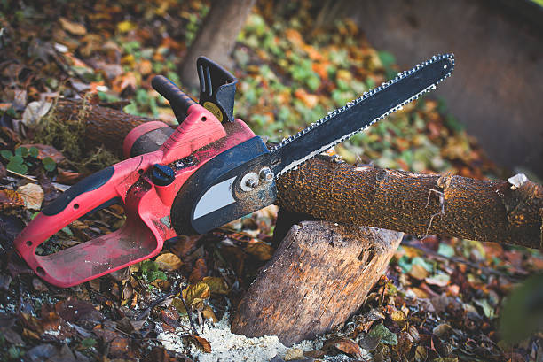 Best Commercial Tree Services  in Los Alamos, CA