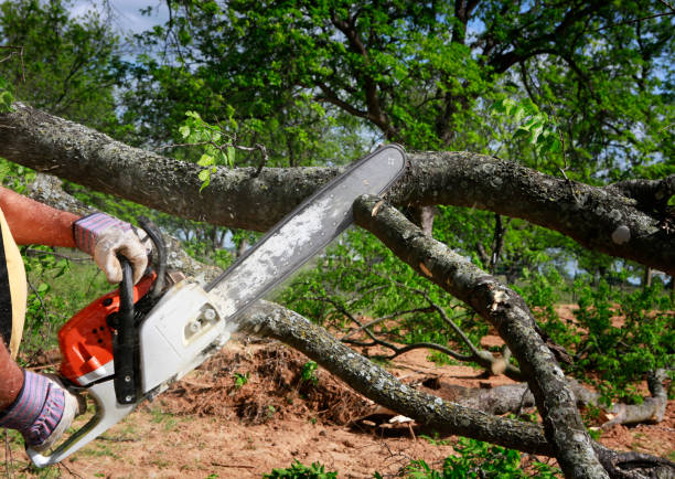 Best Weed Control  in Los Alamos, CA